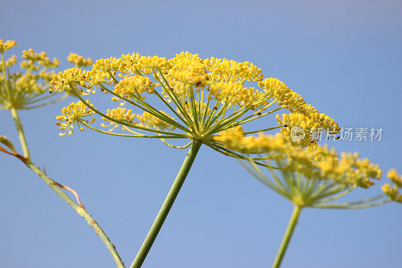 茴香花/种子的图像，茴香籽头，香草花园